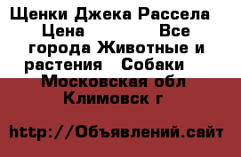 Щенки Джека Рассела › Цена ­ 10 000 - Все города Животные и растения » Собаки   . Московская обл.,Климовск г.